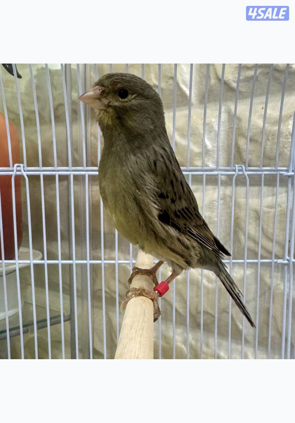 كناري إيراني تغريد نار 🔥1