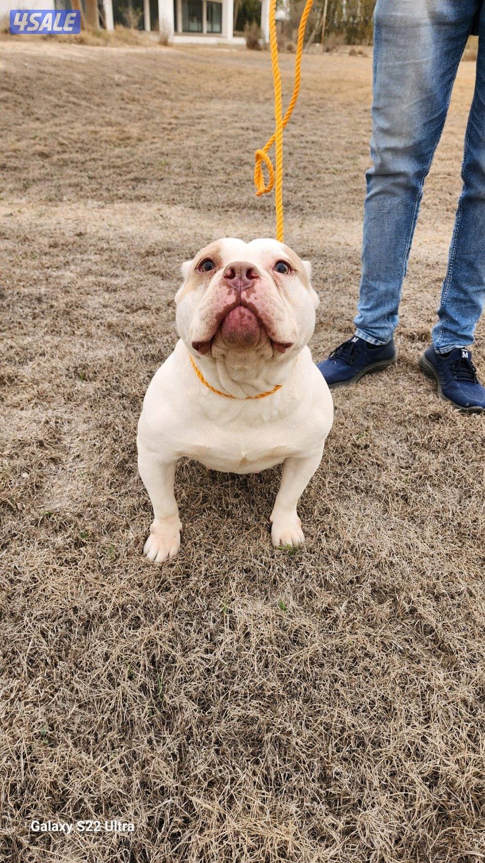 امريكان بولي نثية مواصفات عالية0