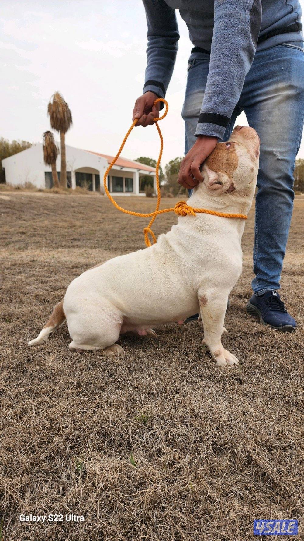 امريكان بولي نثية مواصفات عالية1