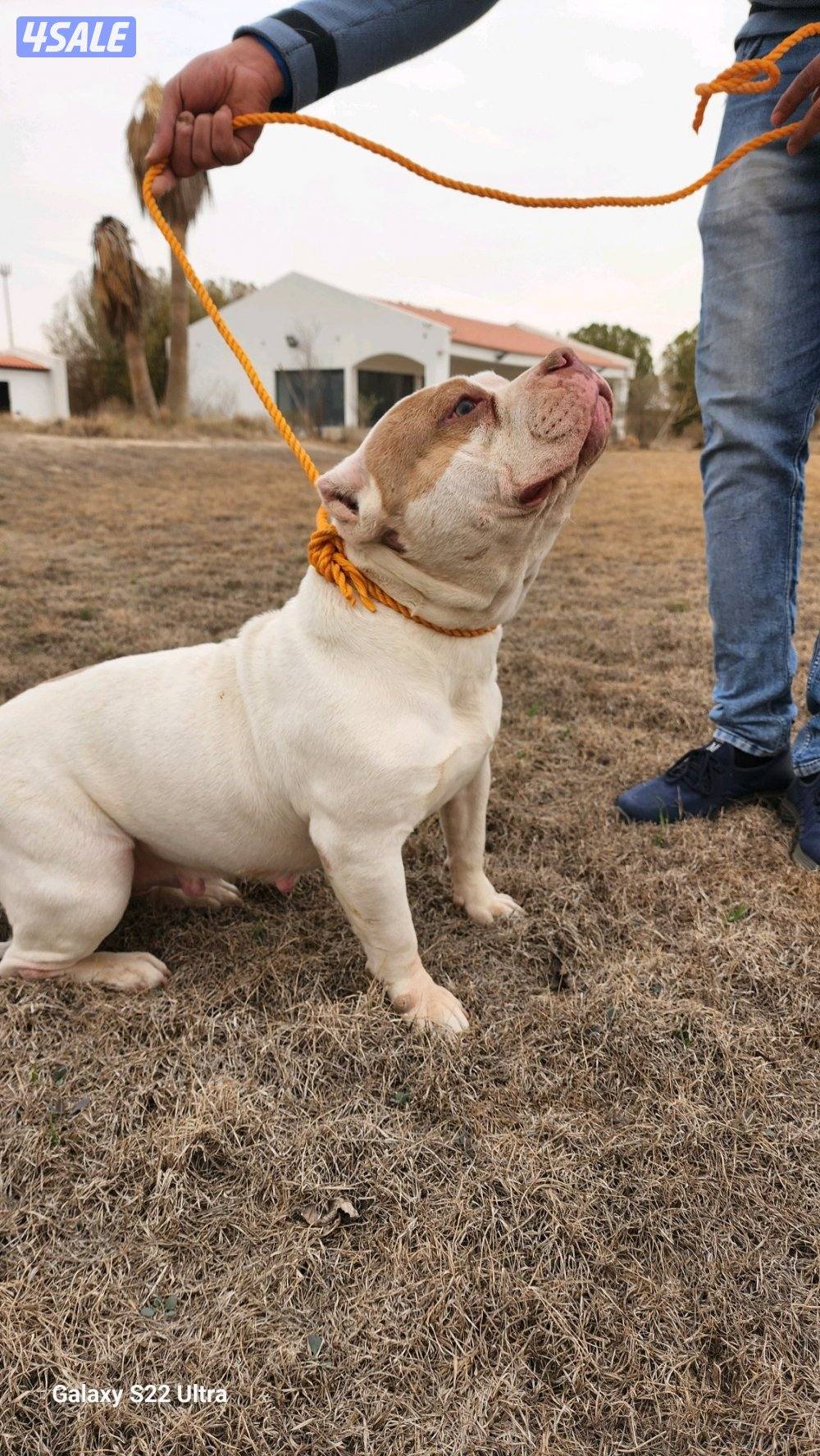 امريكان بولي نثية مواصفات عالية2