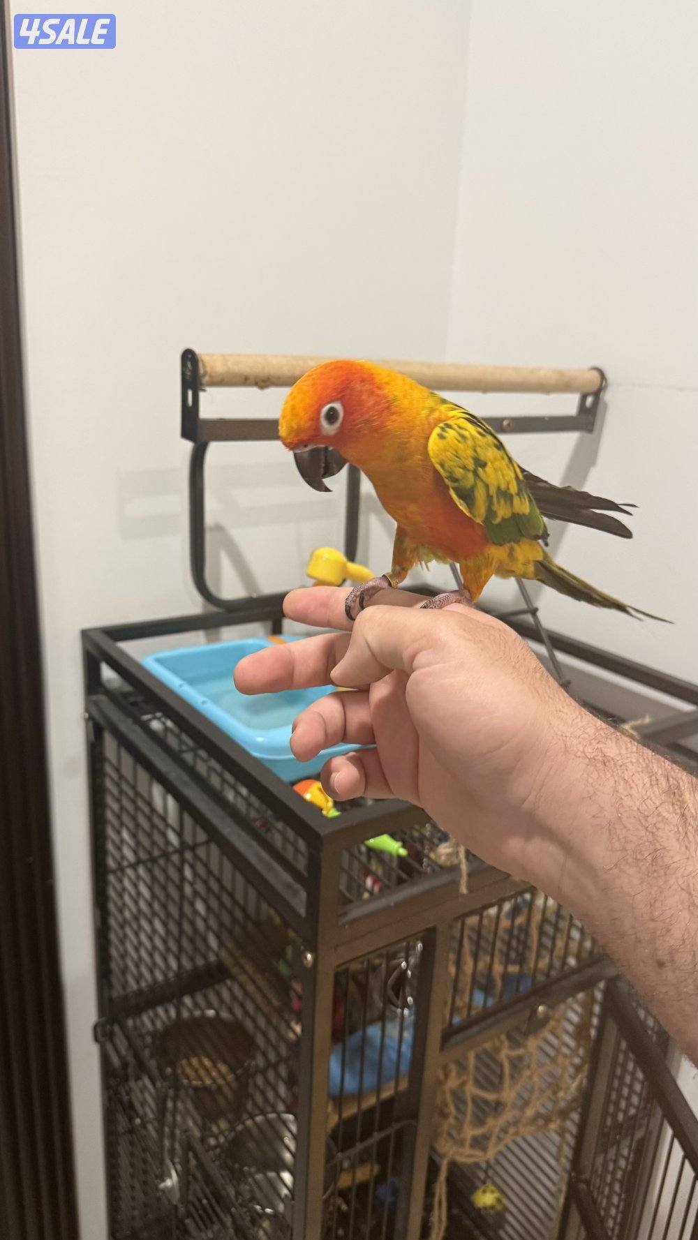 صن كنيور للبيع مع القفص ماله والاكل وحوض السباحه ماله وجنطه  طلعته0