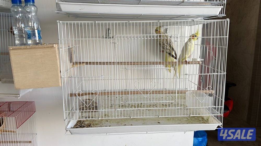 للبيع زوج كوكتيل (شامل القفص والحضانه والتوصيل مجانا )1