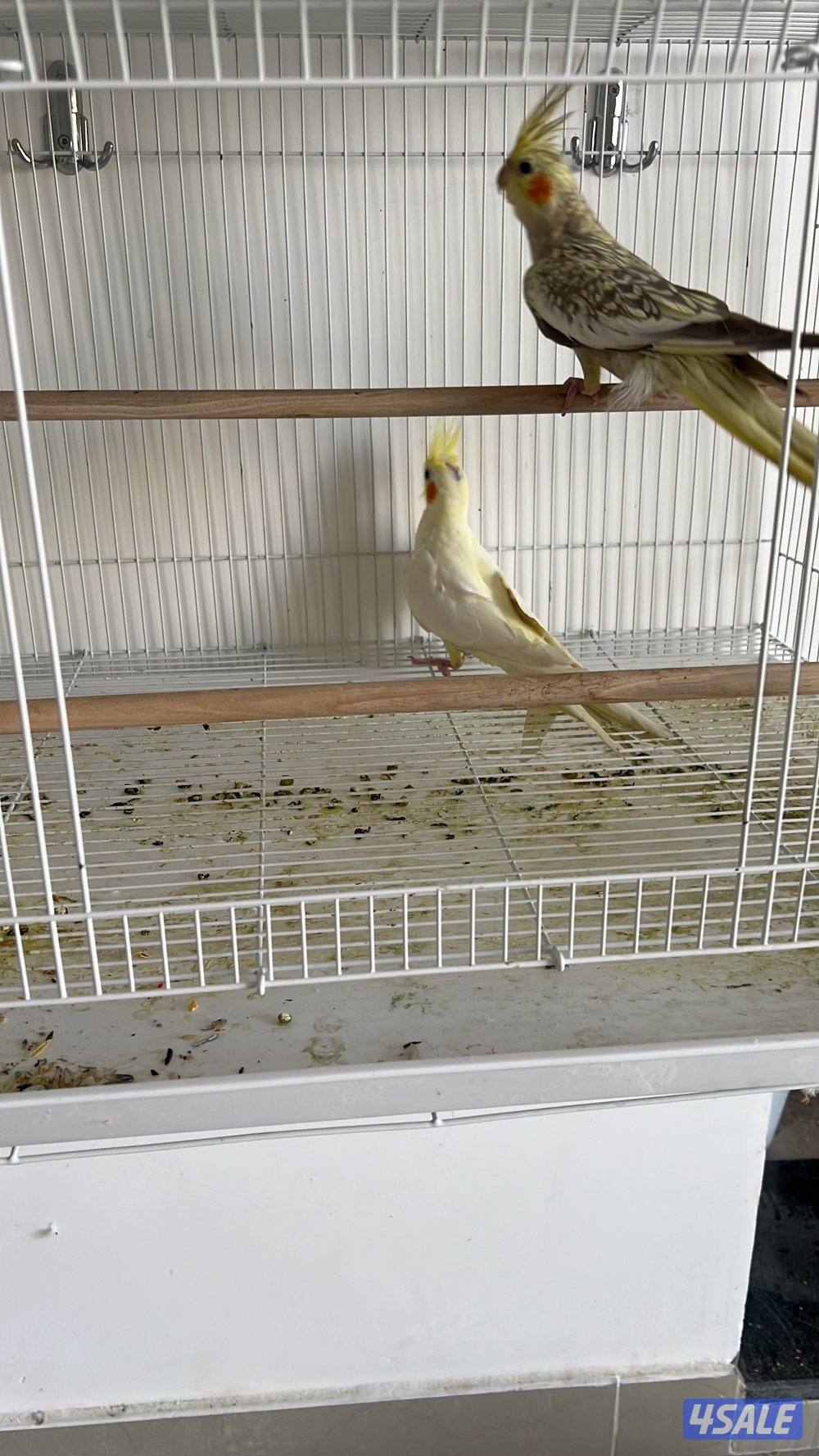 للبيع زوج كوكتيل (شامل القفص والحضانه والتوصيل مجانا )2