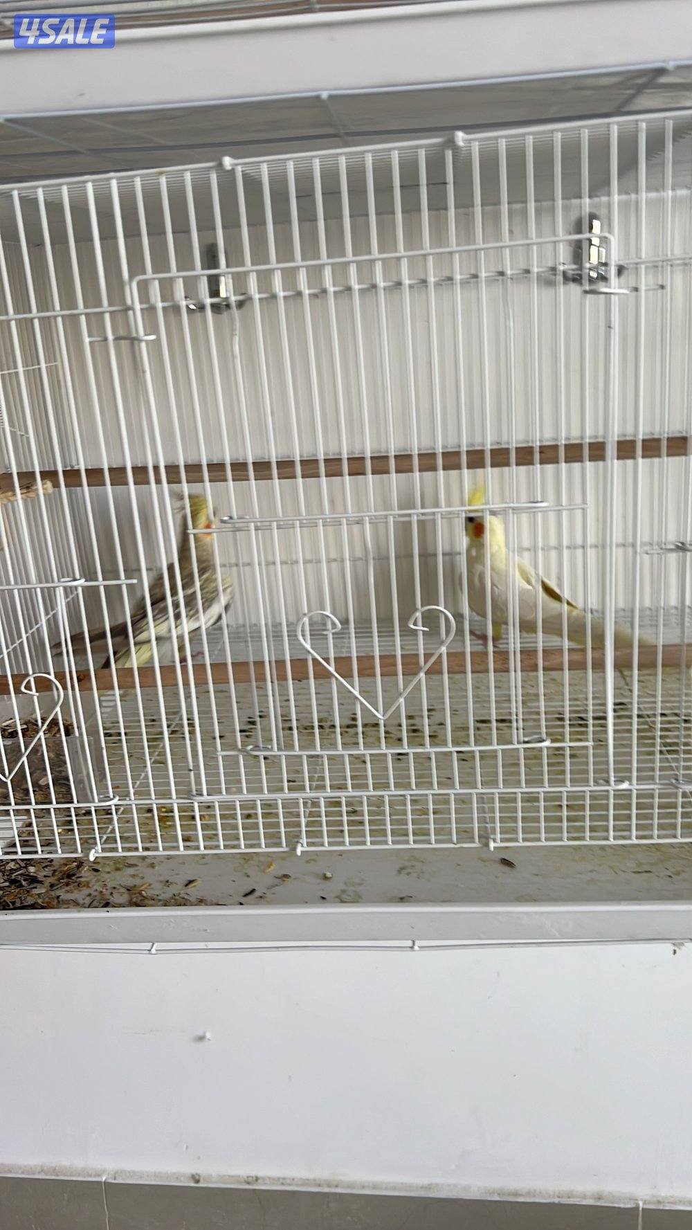للبيع زوج كوكتيل (شامل القفص والحضانه والتوصيل مجانا )3