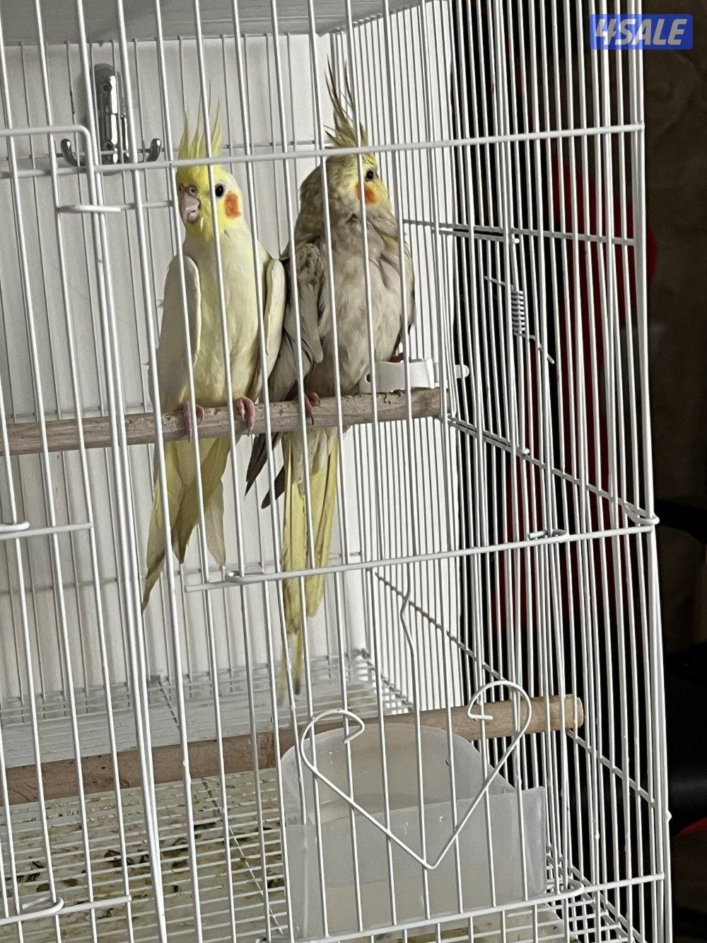 للبيع زوج كوكتيل (شامل القفص والحضانه والتوصيل مجانا )0