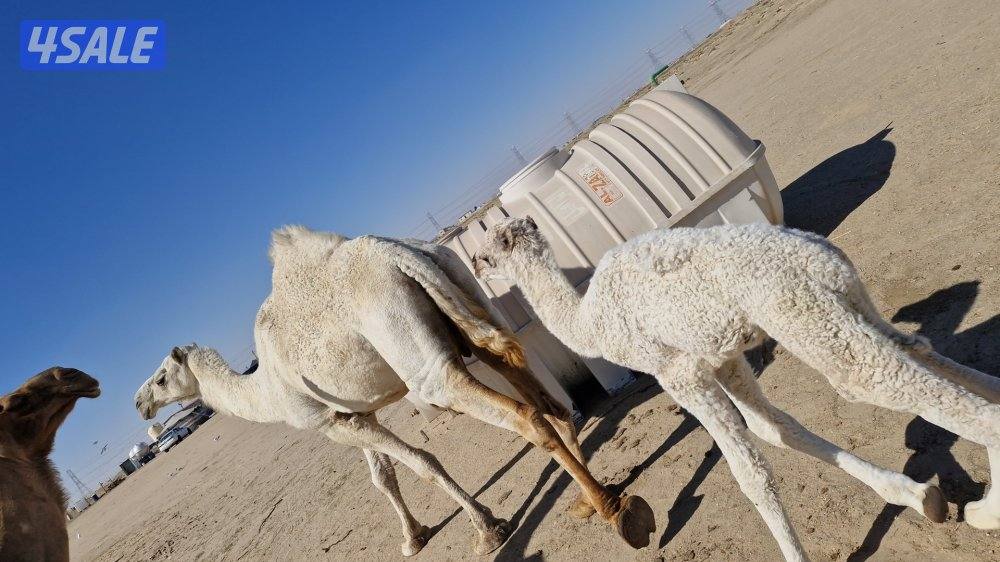 للبيع خلفه. وضحا. شبب. وحليبها طيب. سلم صحاه.0