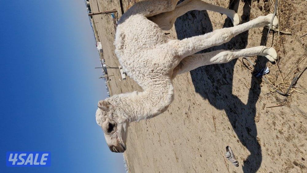 للبيع خلفه. وضحا. شبب. وحليبها طيب. سلم صحاه.1