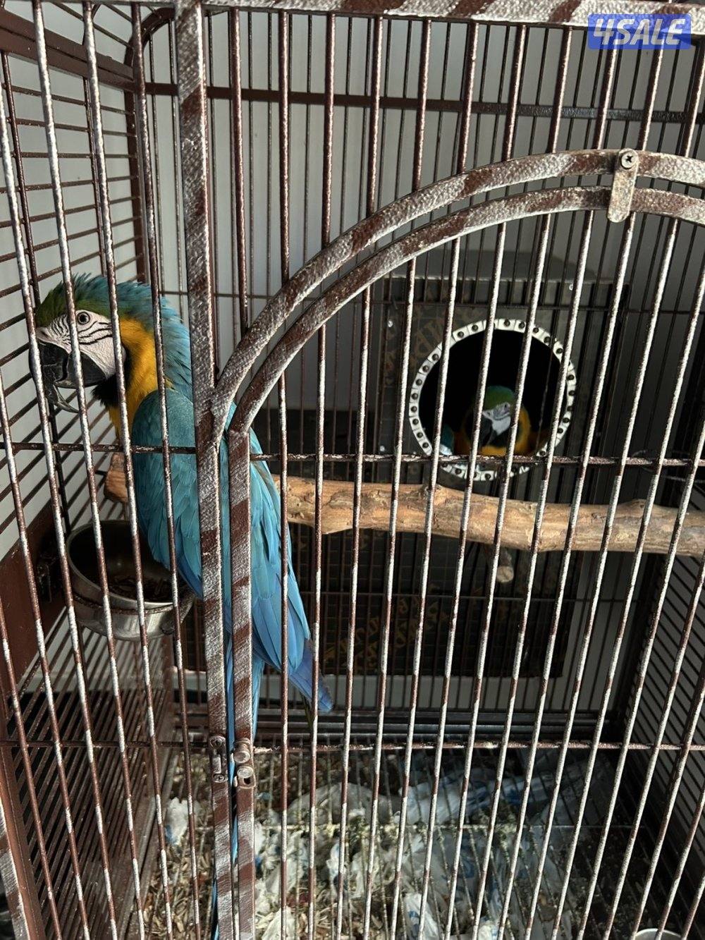 طير مكاو زوج /لوري ربوه0