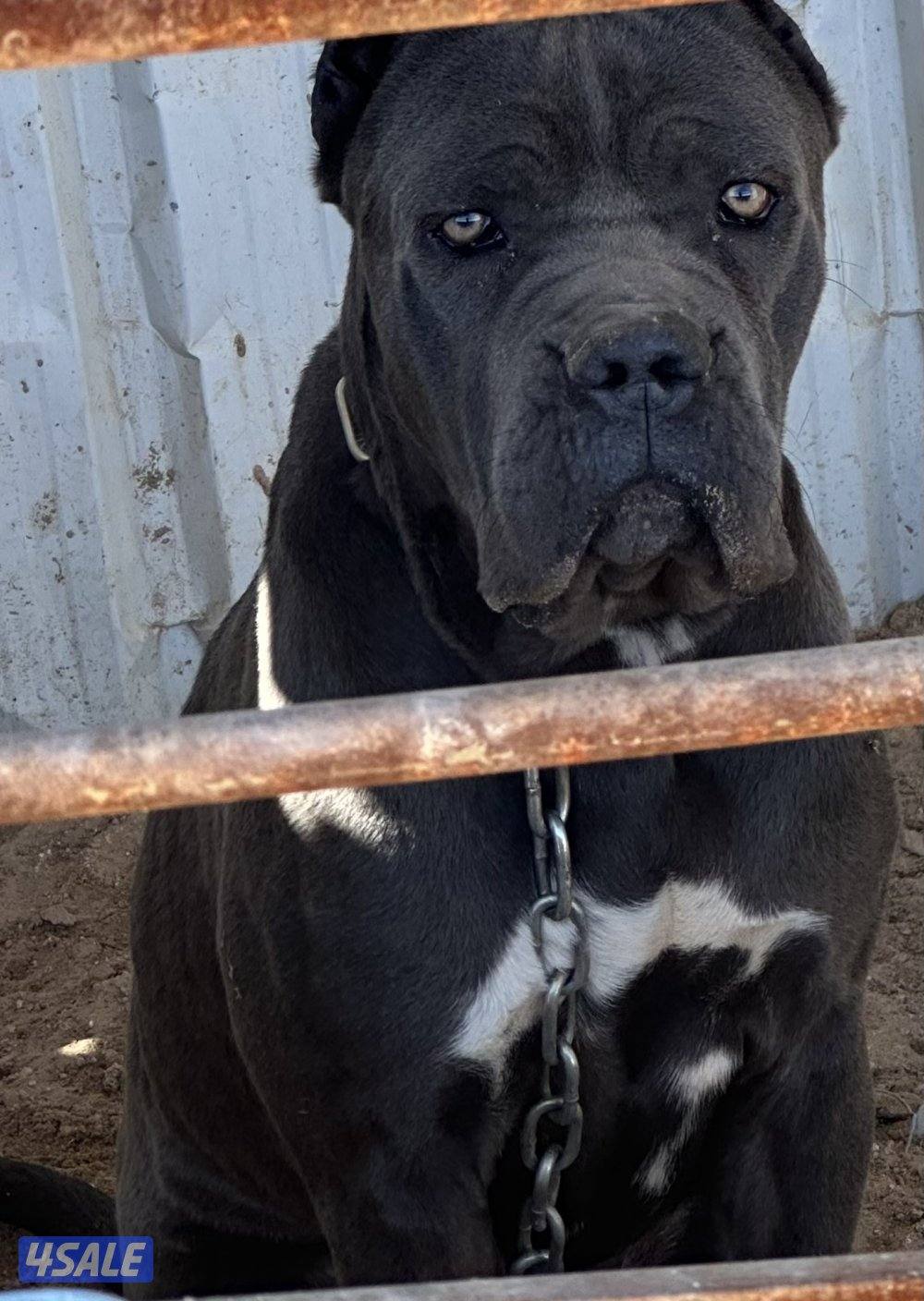 للبيع كلب كين كورسو0