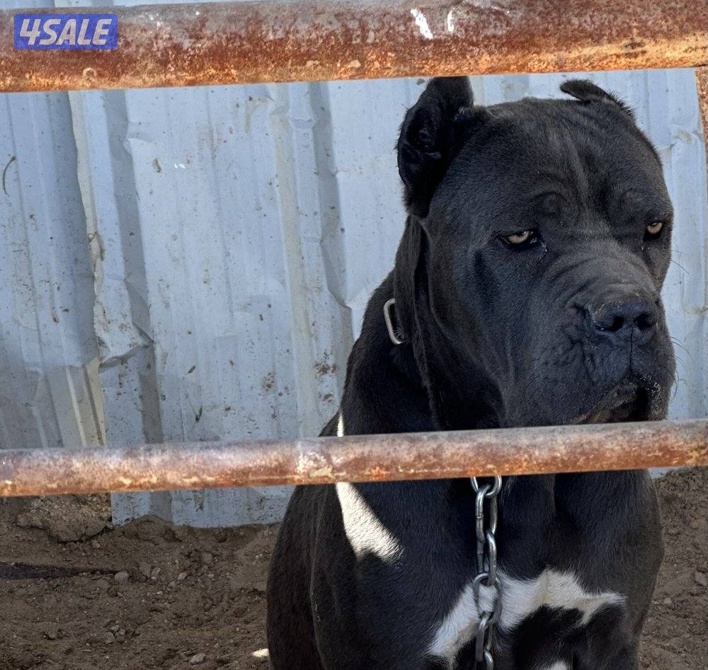 للبيع كلب كين كورسو2