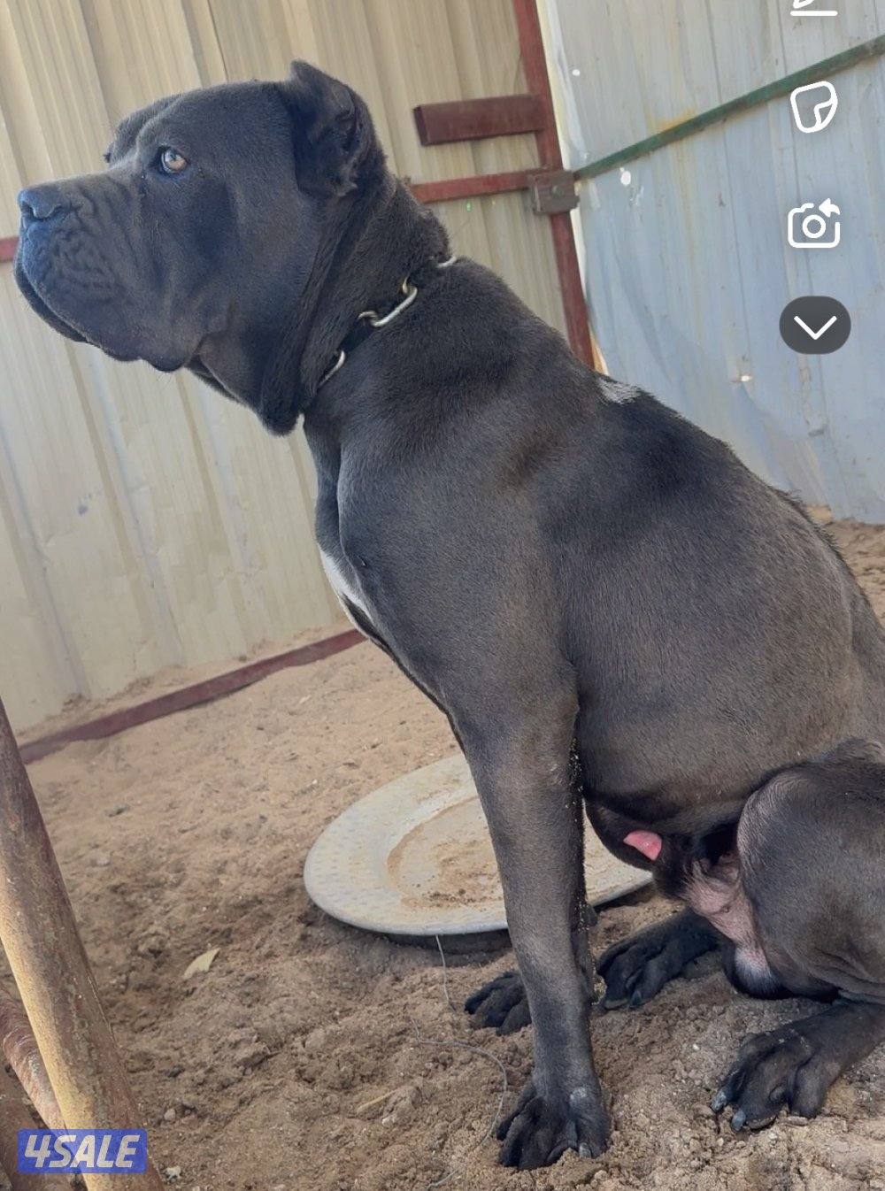 للبيع كلب كين كورسو4