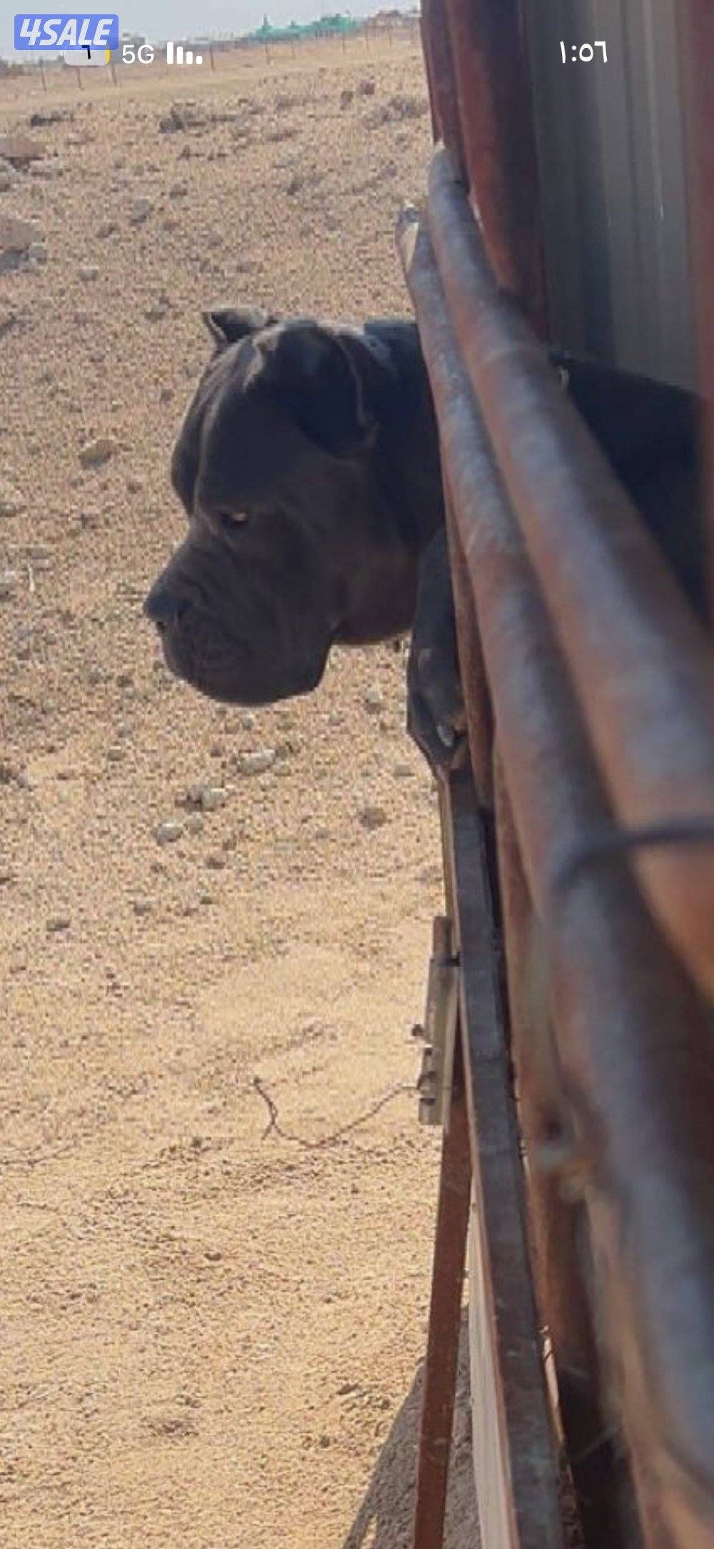 للبيع كلب كين كورسو3