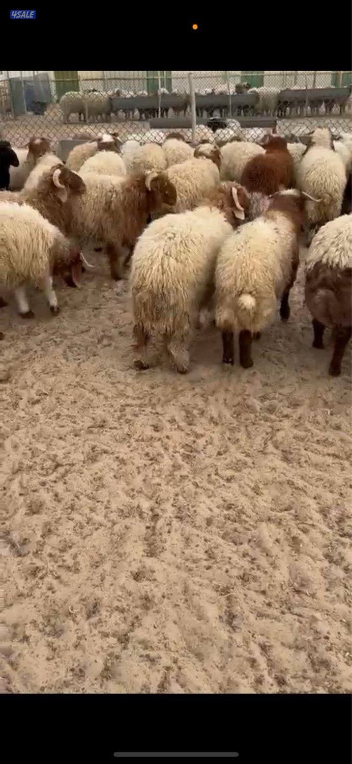 للبيع ذبايح نعيم1