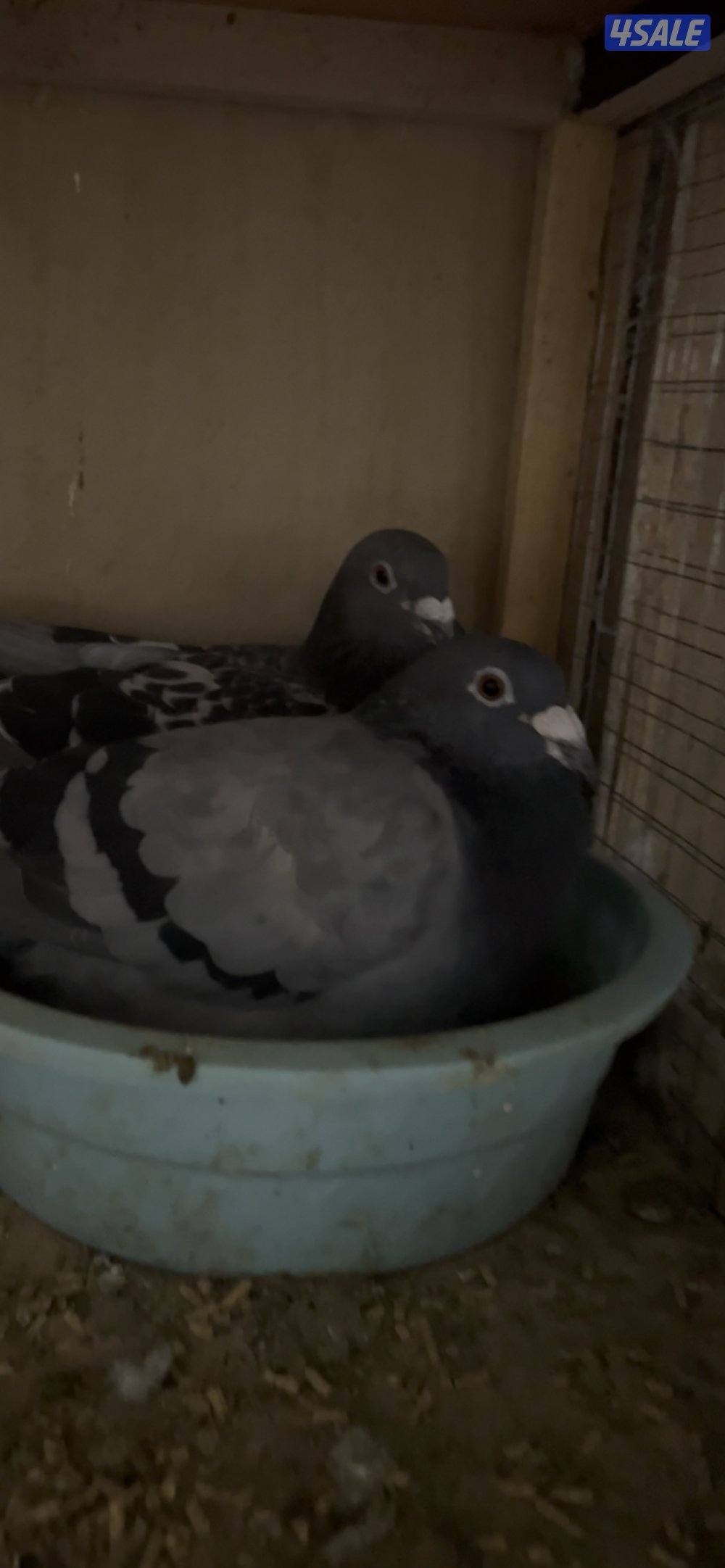 مشروع حمام ازواج كامل  وهدد تقريباً ٣٥٠زوج1