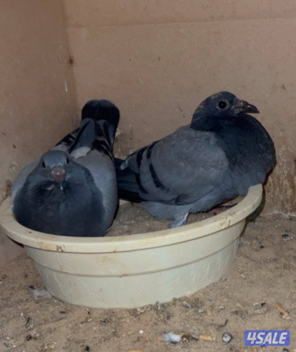 مشروع حمام ازواج كامل  وهدد تقريباً ٣٥٠زوج2