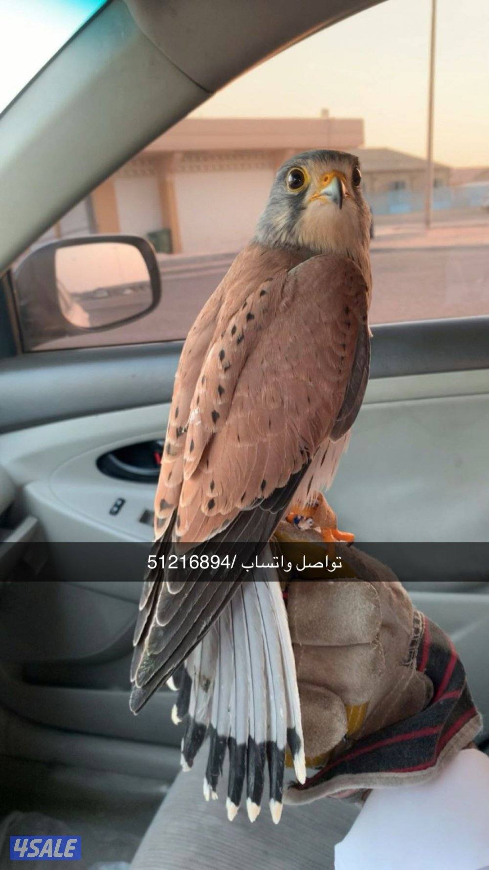 ‏تواصل واتساب0