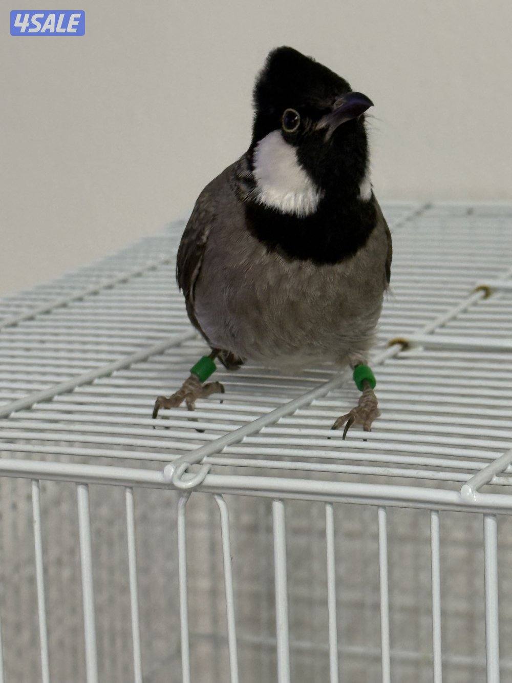 بلبل العمر العمر سبع شهور ربوة وهدد بس البيع ربوة قفص1