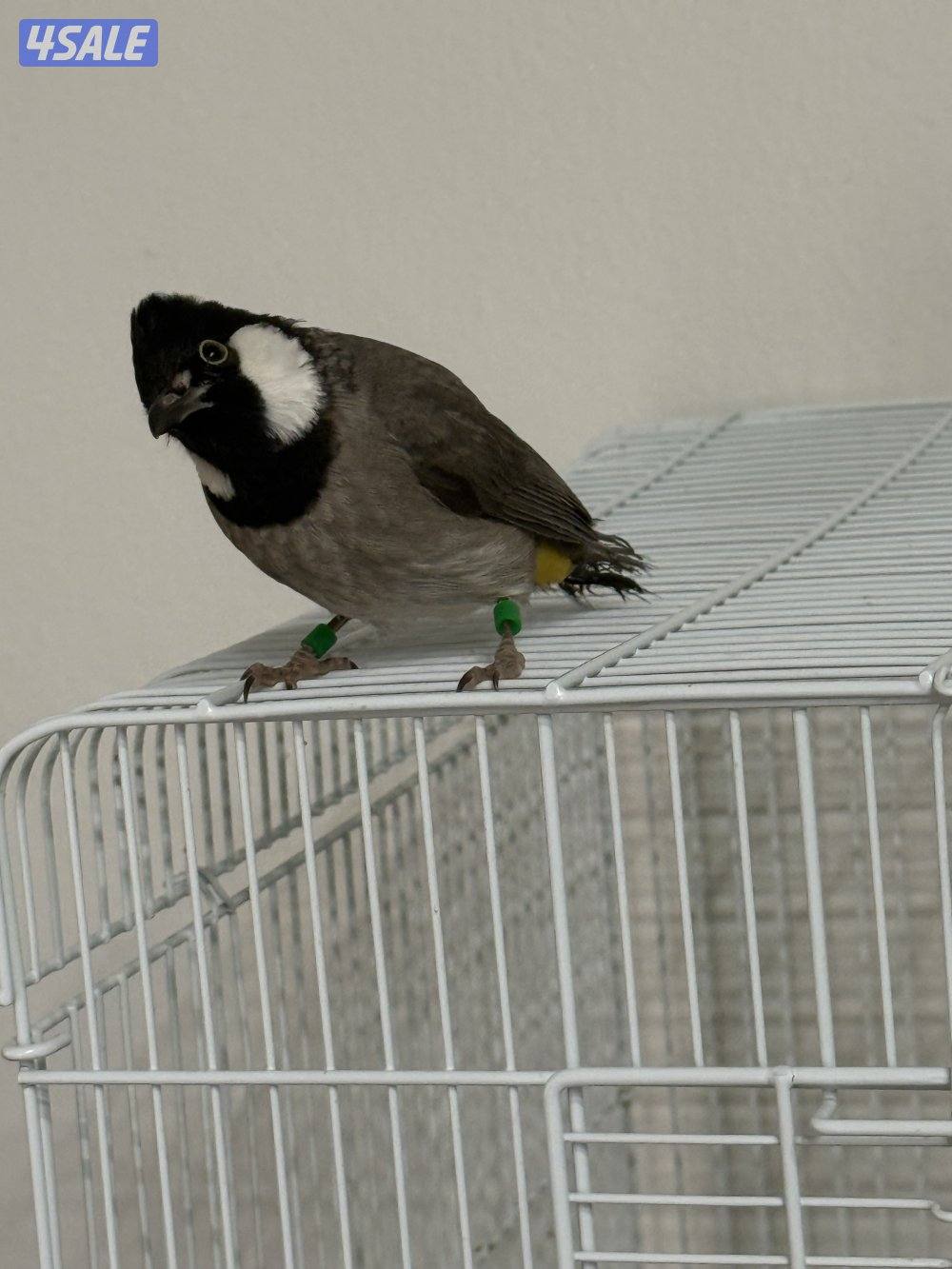 بلبل العمر العمر سبع شهور ربوة وهدد بس البيع ربوة قفص2