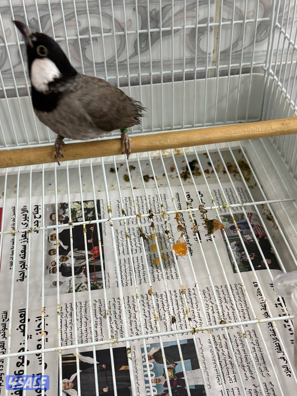 بلبل العمر العمر سبع شهور ربوة وهدد بس البيع ربوة قفص3