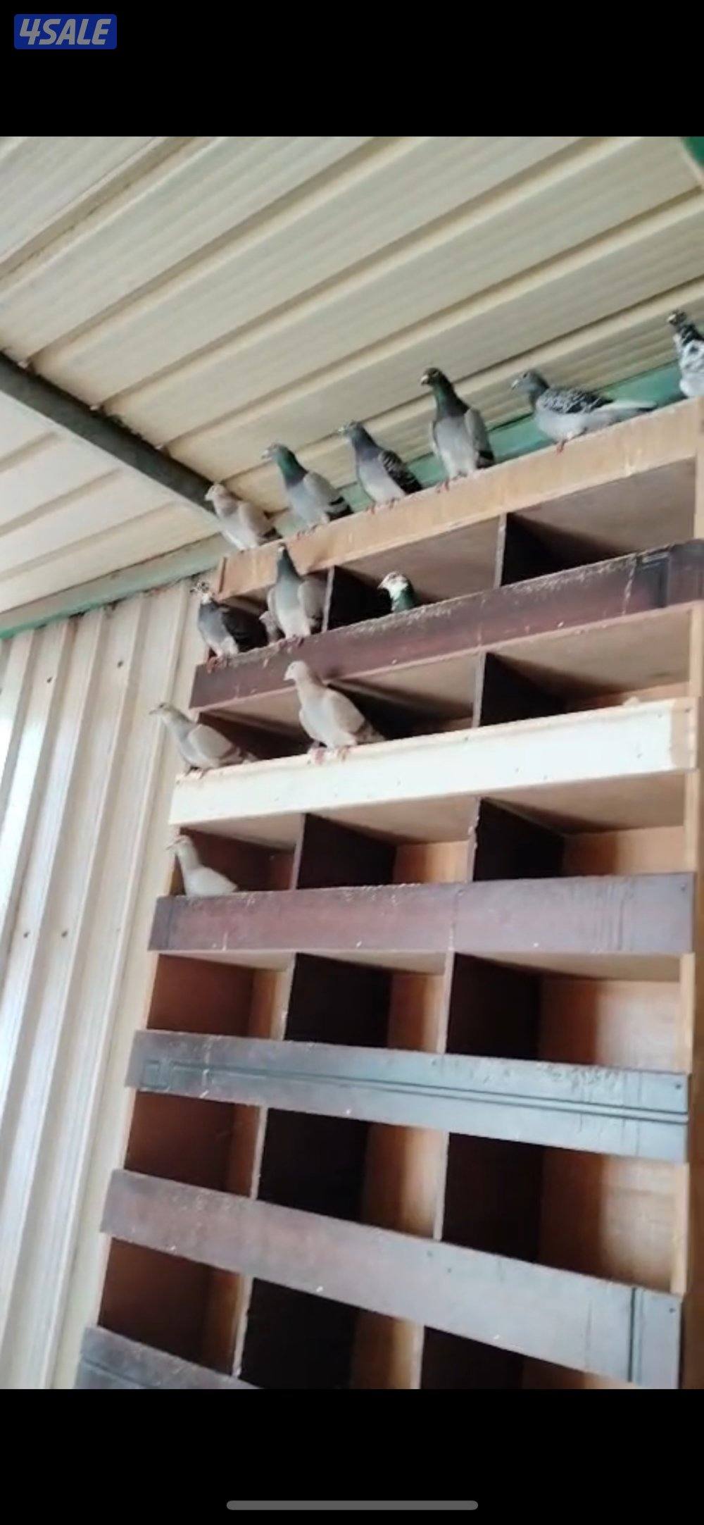 للبيع حمام زاجل0