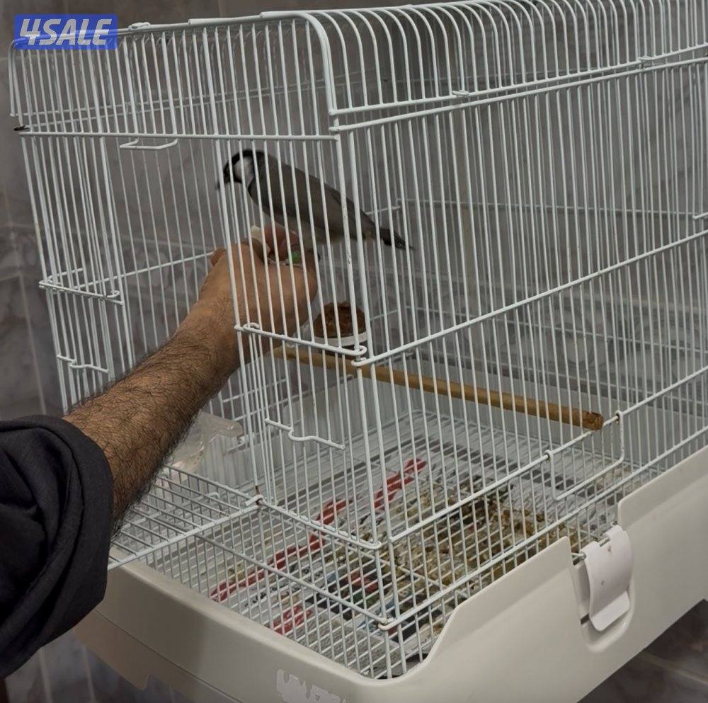 بلبل العمر العمر سبع شهور ربوة وهدد بس البيع ربوة قفص4