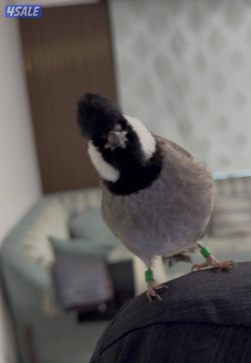 بلبل العمر العمر سبع شهور ربوة وهدد بس البيع ربوة قفص0