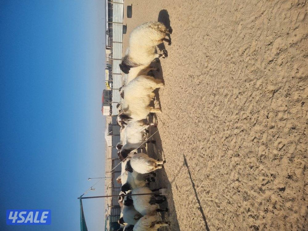 للبيع غنم عدد29راس 11شرط الدفيع بالباقي مقرعه الغنم طيبع وله رس طيي0