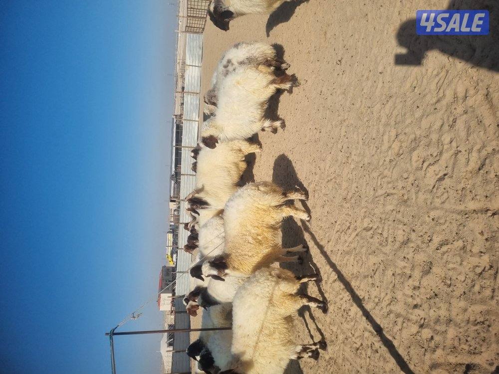 للبيع غنم عدد29راس 11شرط الدفيع بالباقي مقرعه الغنم طيبع وله رس طيي1