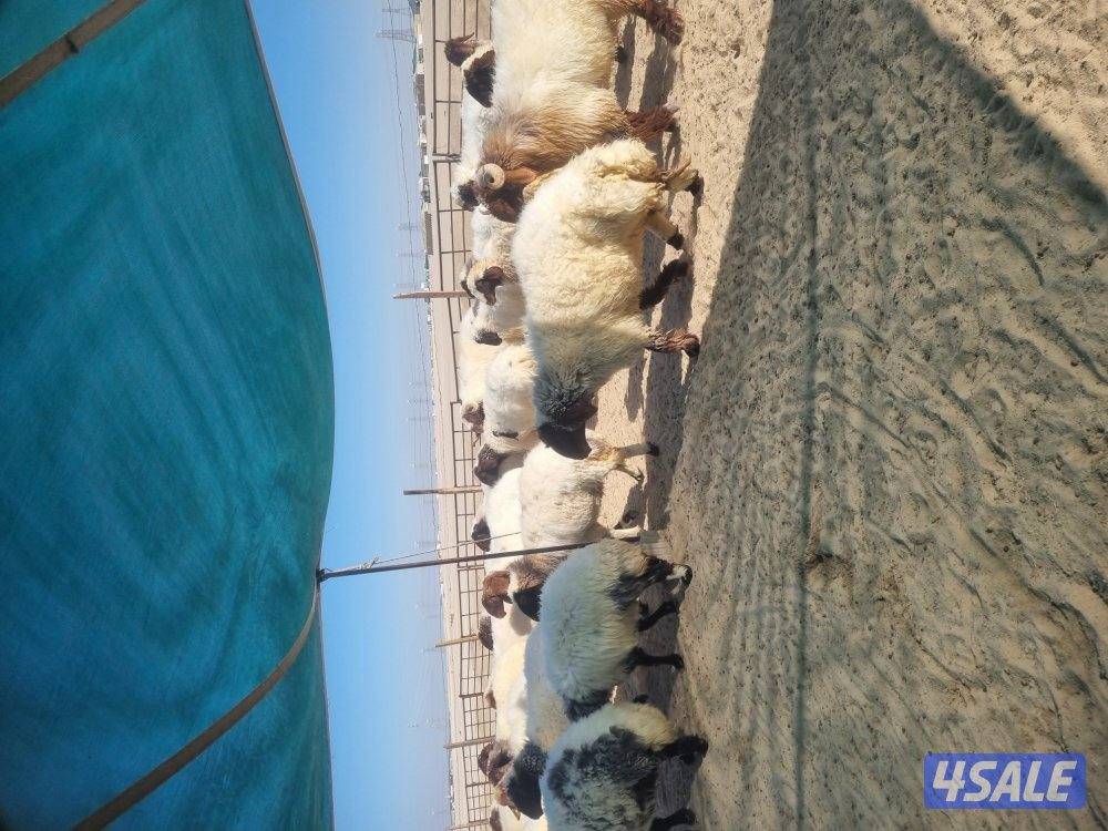 للبيع غنم عدد29راس 11شرط الدفيع بالباقي مقرعه الغنم طيبع وله رس طيي2