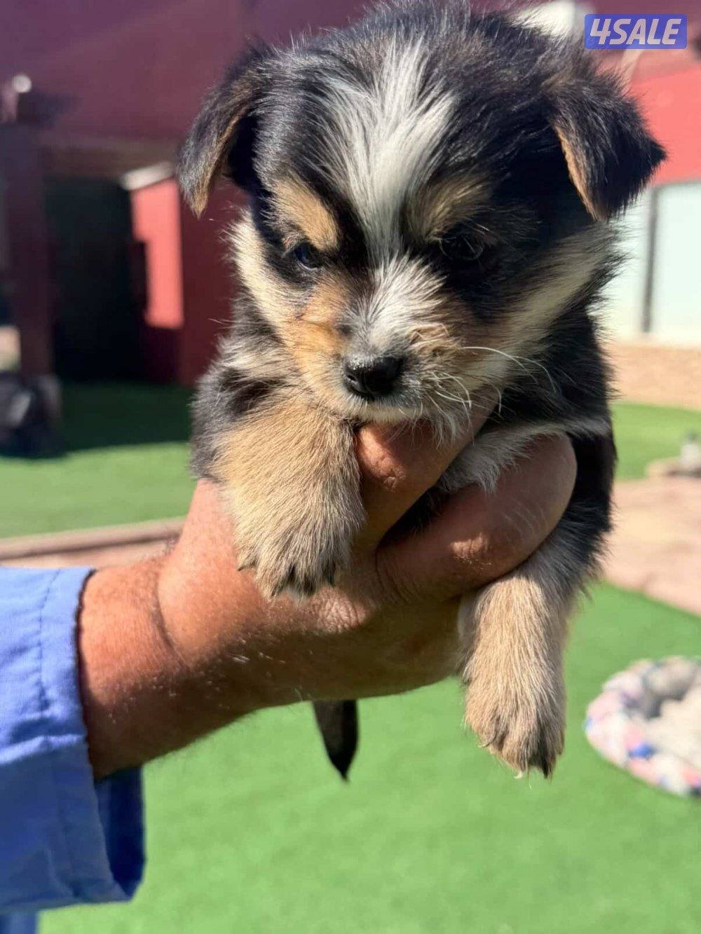 للبيع جلب جروه يوريك شير مني1