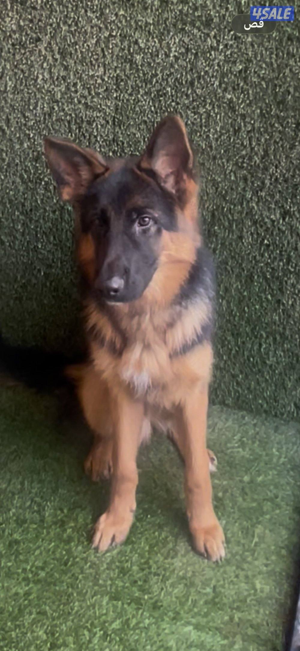 للبيع جيرمن0