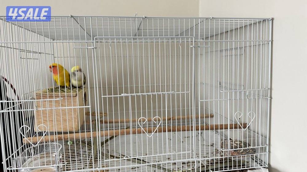 زوج روز لوفبيرد0