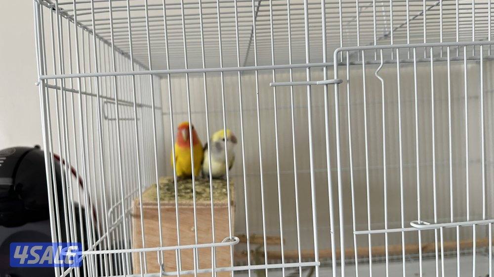 زوج روز لوفبيرد1