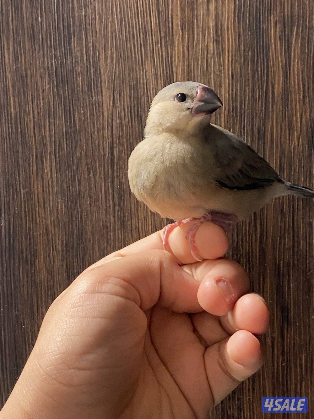 فروخ جاوا ياكل بروحه وعس0