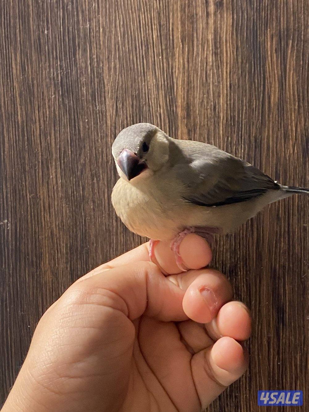 فروخ جاوا ياكل بروحه وعس1