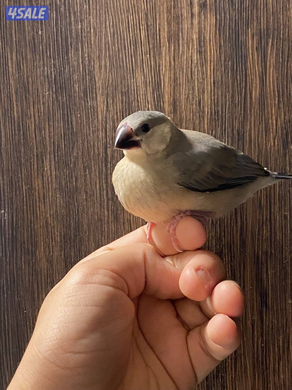 فروخ جاوا ياكل بروحه وعس2