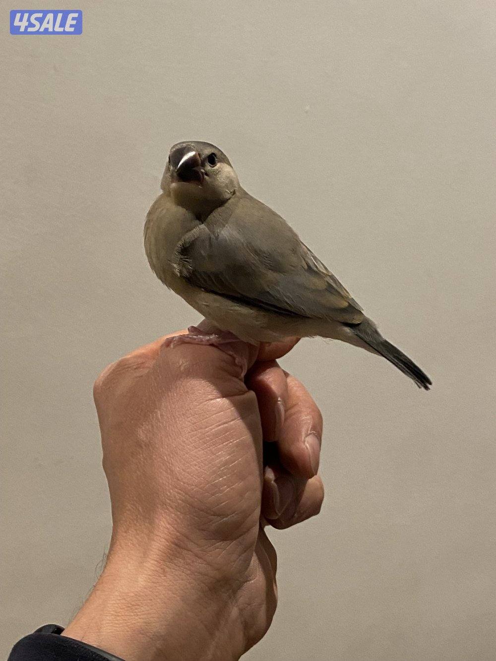 فروخ جاوا ياكل بروحه وعس3