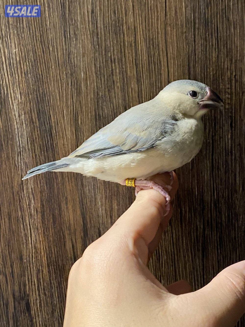 فروخ جاوا ياكل بروحه وعس4