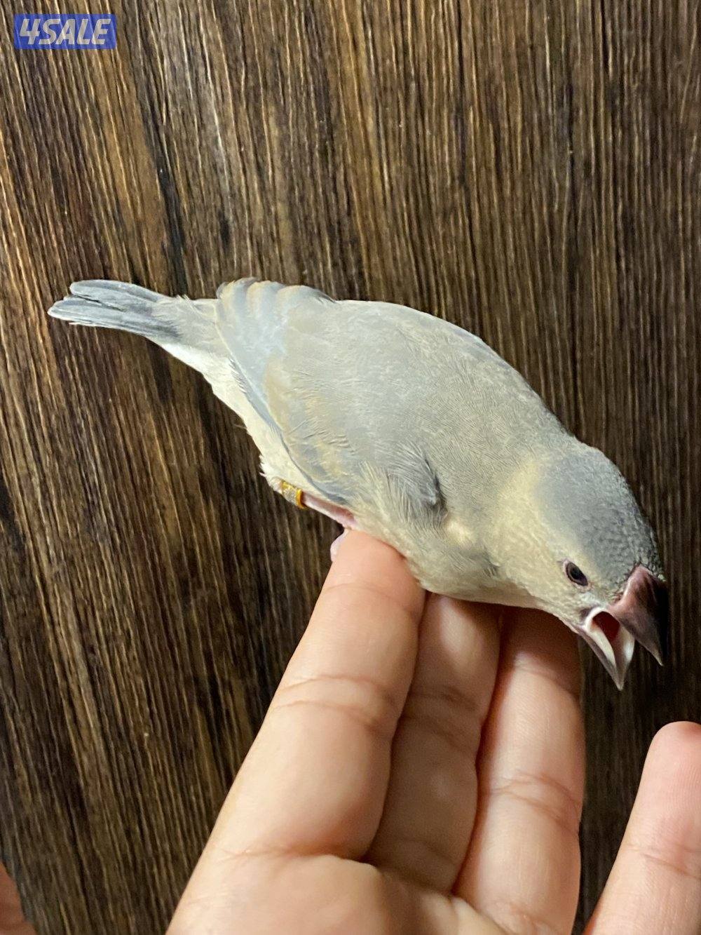 فروخ جاوا ياكل بروحه وعس5