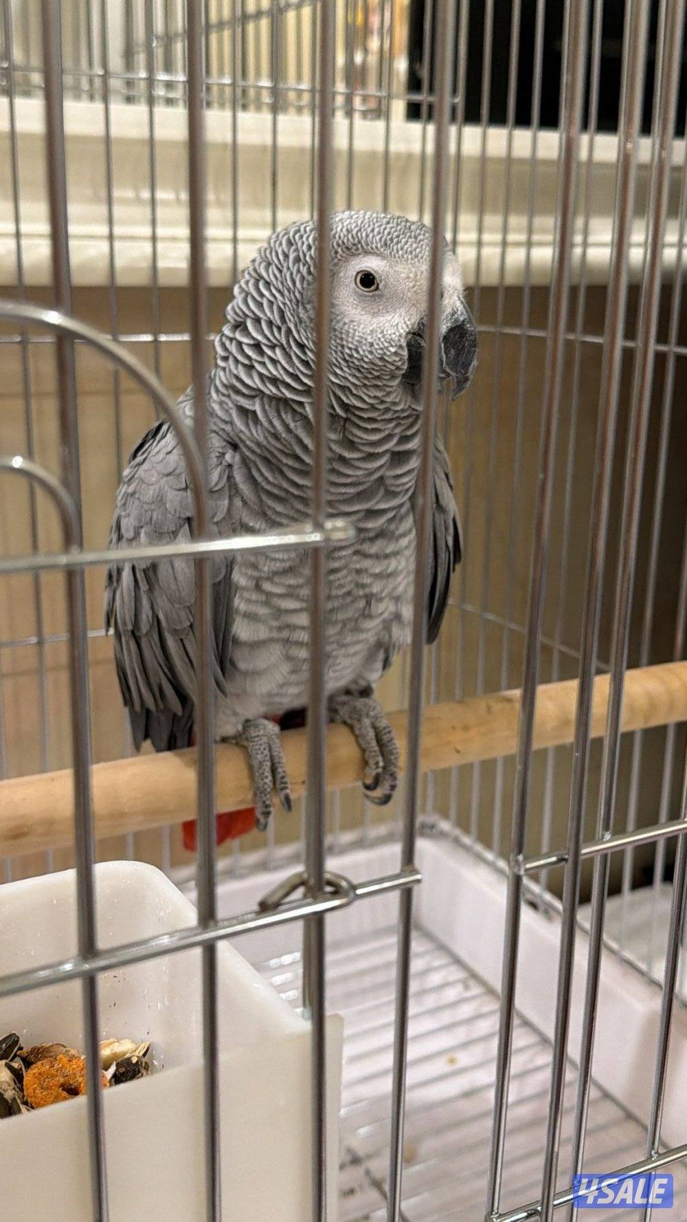 كاسكو افريقي0