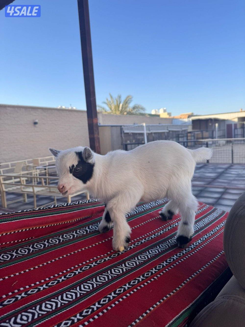 للبيع تيس الماني القزم العمر سبوع الاستلام من كبد0