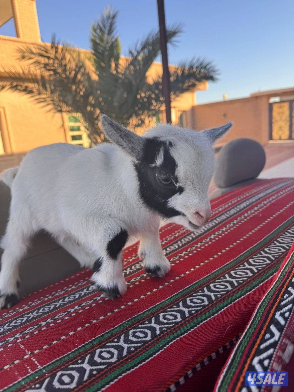 للبيع تيس الماني القزم العمر سبوع الاستلام من كبد1