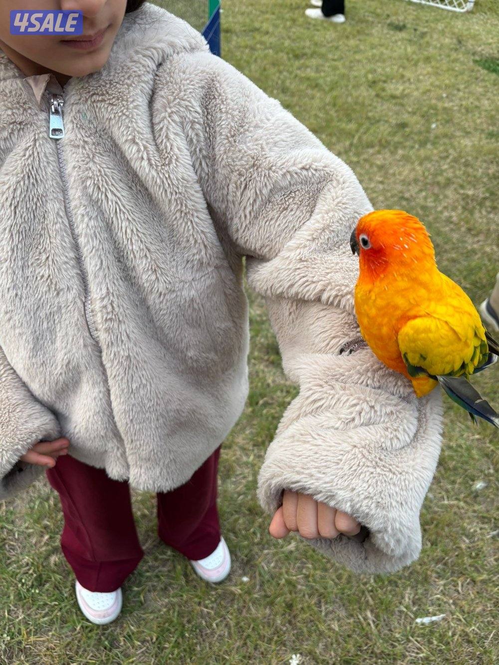 مطلوب عامل لاحيوانات اليفه0