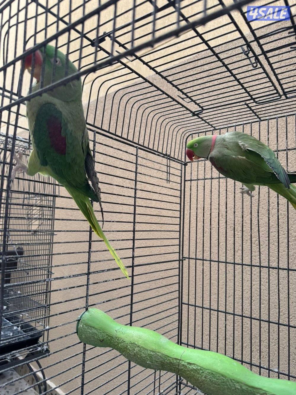 للبيع يوزن نيبالي ويوز كويكر اصفر0