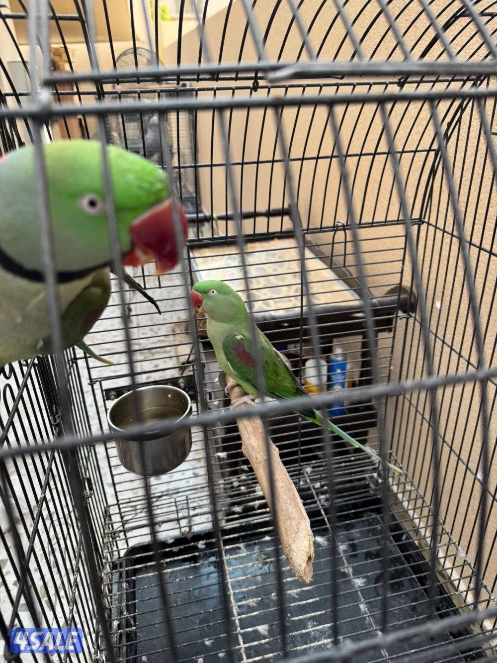 للبيع يوزن نيبالي ويوز كويكر اصفر1