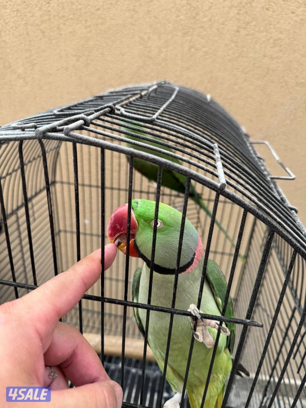 للبيع يوزن نيبالي ويوز كويكر اصفر2