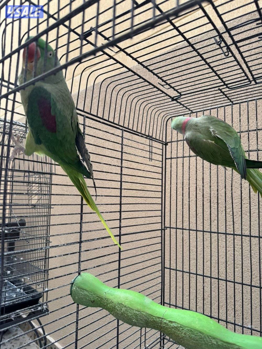 للبيع يوزن نيبالي ويوز كويكر اصفر4