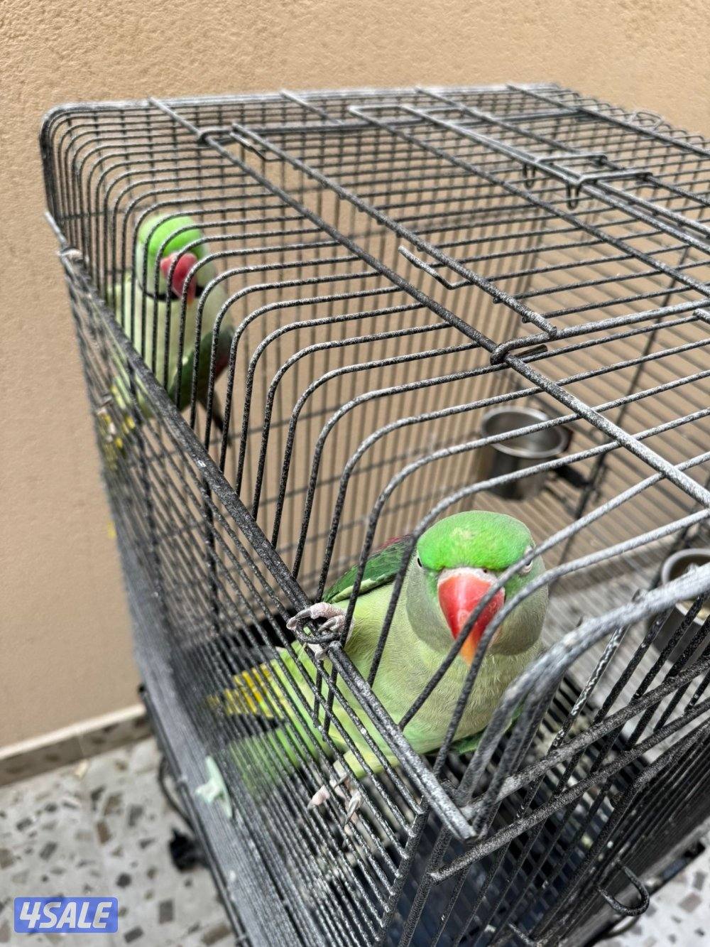 للبيع يوزن نيبالي ويوز كويكر اصفر5