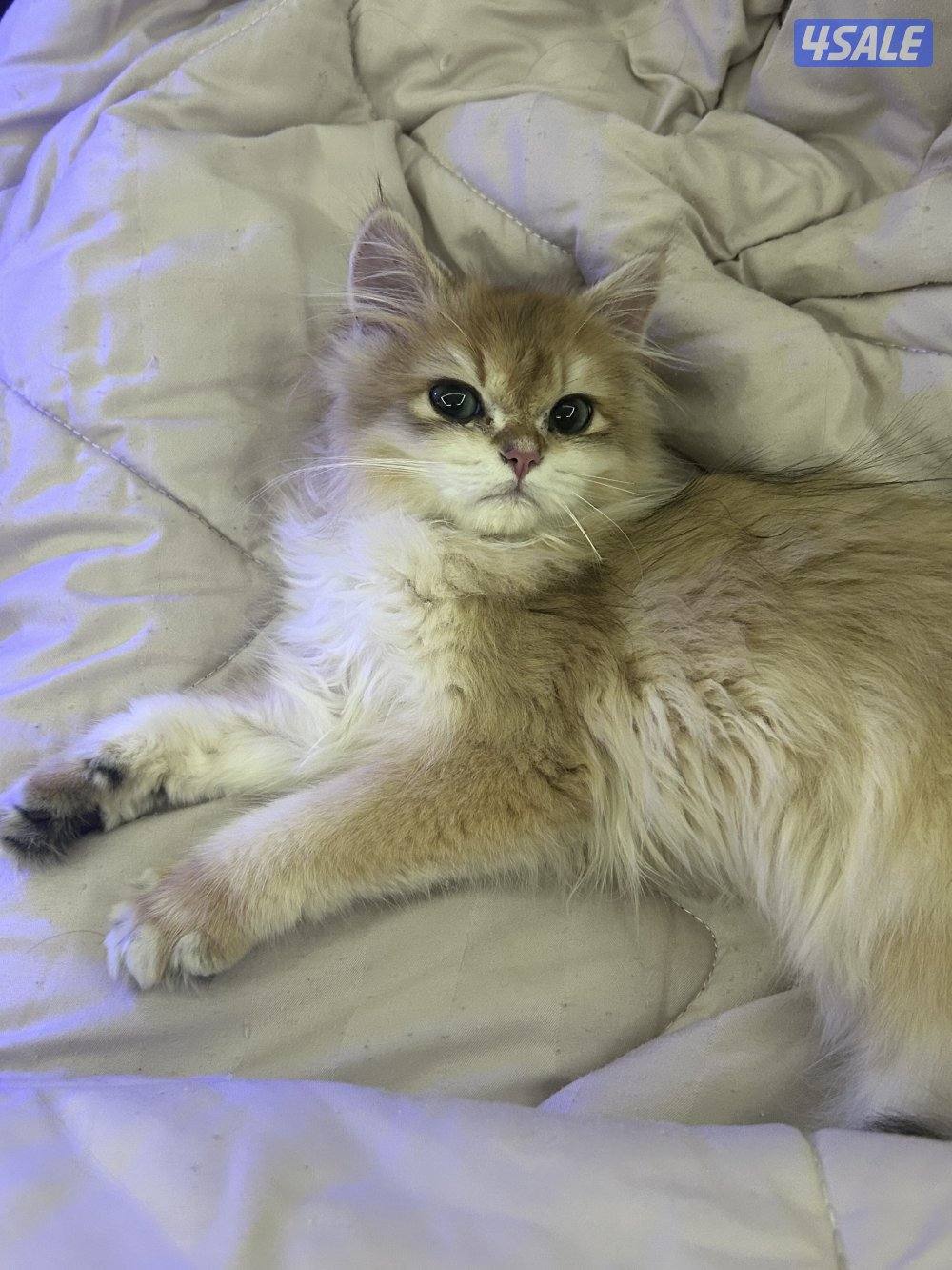 للبيع ذكور برتش بيور1