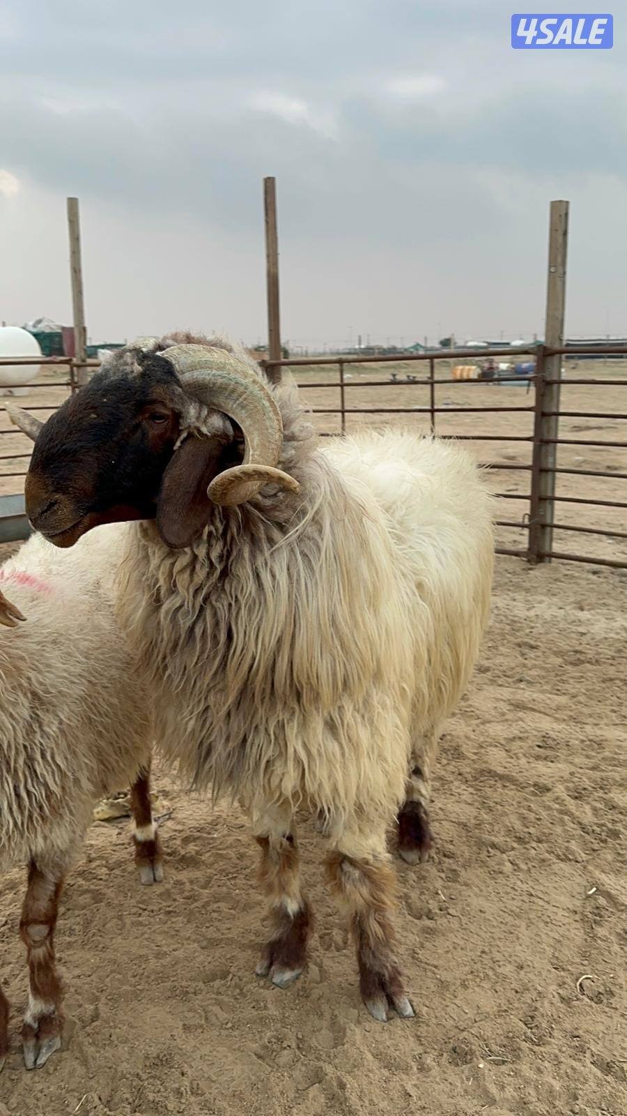 فحل رباع مرسس شرط القريع هد0